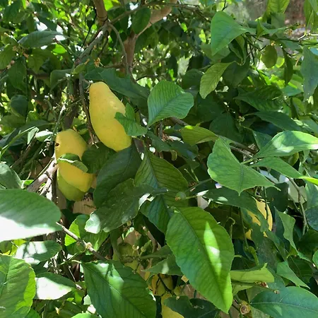 Lemon Terrace - Garage - Clim